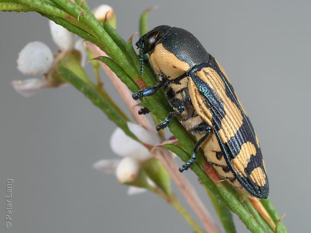 Castiarina adelaidae, PL0559, female, on Hysterobaeckea behrii, SL, 14.0 × 5.6 mm